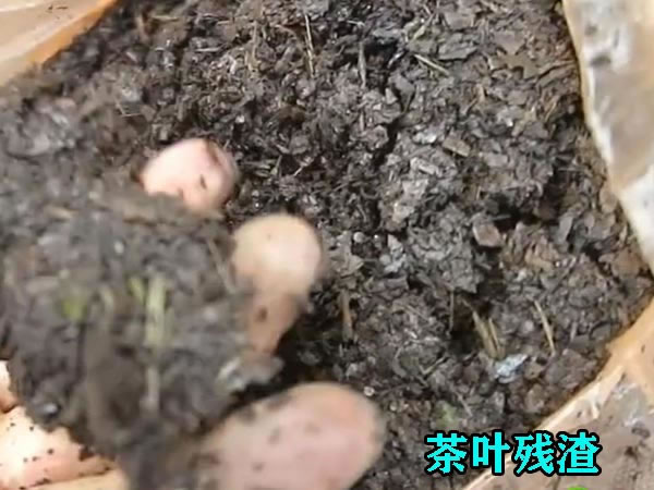 茶葉渣壓榨機使用優(yōu)勢 茶葉渣壓榨機使用優(yōu)勢